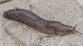 BBC Countryfile issues warning over cannibal slug in garden