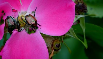 Japanese Beetles are back, here's how to get rid of them