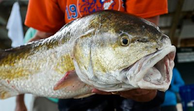 Louisiana's redfish limits changing for first time in decades. Here are the new rules.