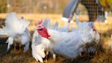 US CDC warns of multi-state salmonella outbreak linked to backyard poultry