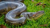 Rescatan una anaconda de cuatro metros en el centro de Colombia