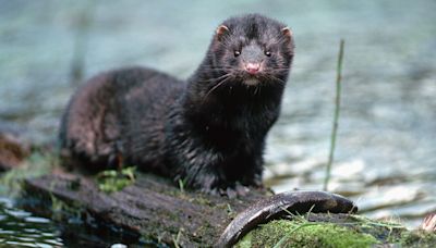 Watch a mink on the hunt at Presque Isle State Park