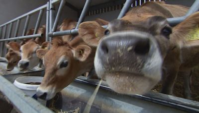 Making 'moooves': Seven Jersey cows regifted to King Charles III | ITV News