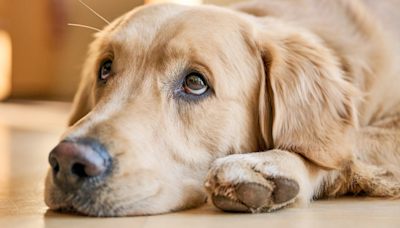 Golden Retriever's Confusion Over New Baby's Cries Is All Too Real