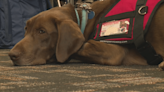 Ankeny student receives diabetic alert dog: ‘He so quickly became a part of our family’