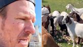 Chip Gaines Sports Wounds on Face as He Feeds Wife Joanna’s Fading Valentine’s Roses to the Family Goats