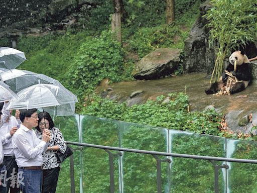 川基地觀熊貓 李家超：爭取國慶前送抵港