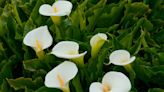 When to cut back calla lilies – 3 signs for healthier, longer-lasting blooms