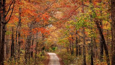 Here’s Where To See Fall Foliage Across The United States