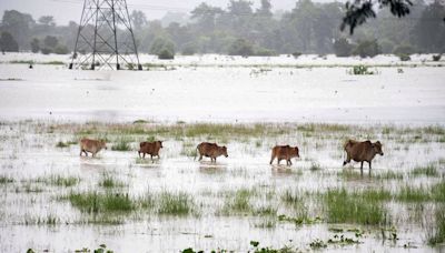 Assam floods: 131 wild animals, including 6 rhinos, dead in Kaziranga National Park