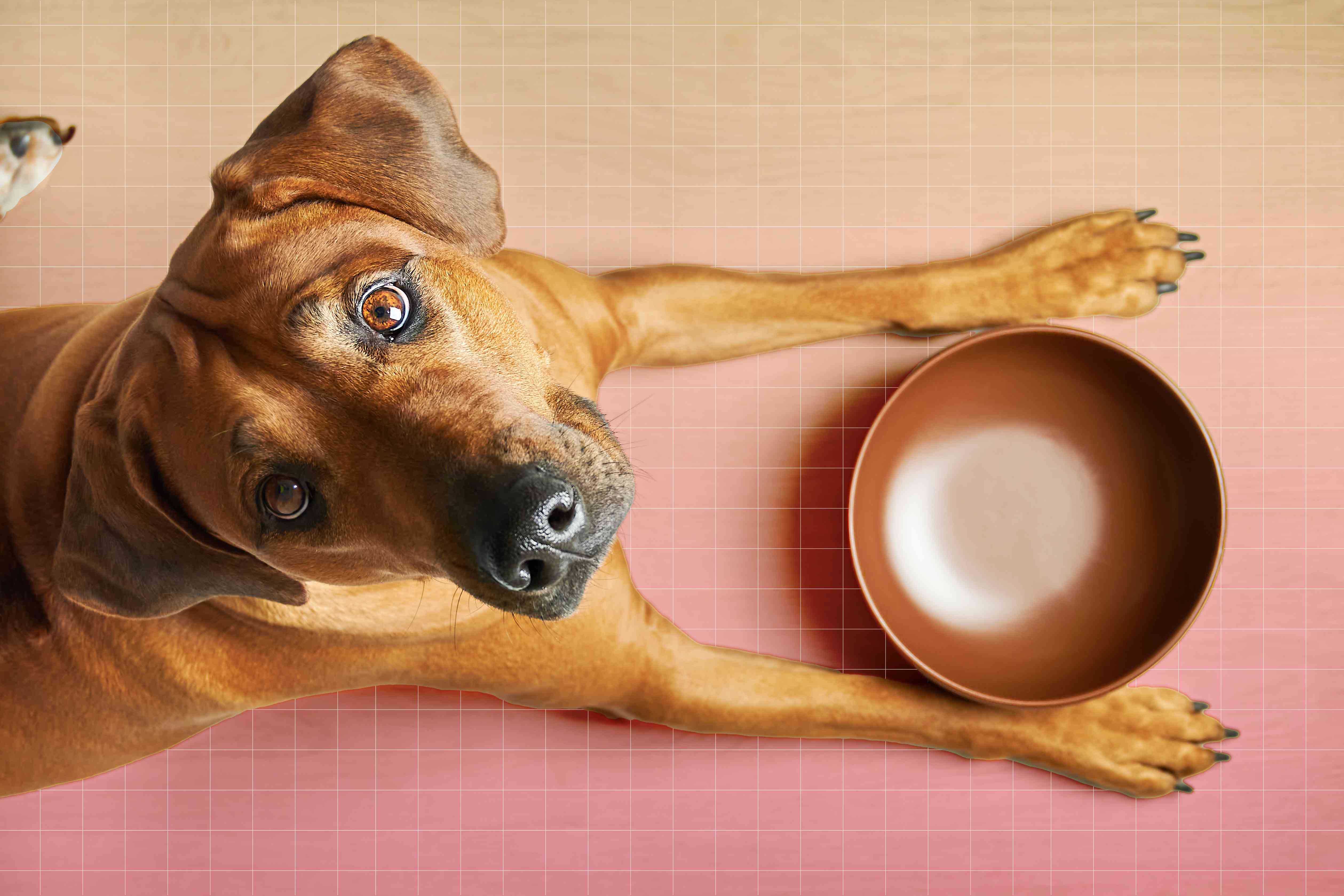 The 10 Best and Worst Foods for Dogs, According to a Vet