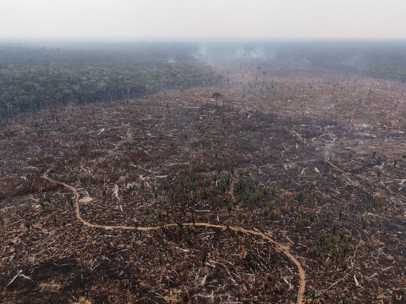 Brazil asks EU to hold off on implementing deforestation law