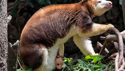 Tree Kangaroo Bronx Zoo