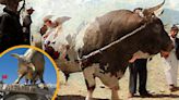 Menelik, el legendario toro que impulsó el progreso de Arequipa: historia, testimonios y lugares de veneración
