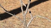 Why is the bark on this redbud cracking? Ken Spencer explains.