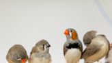 Researchers find babbling by zebra finch chicks is important step to memorizing songs