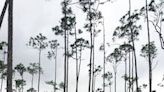 Bahamas songbird is under threat of extinction -- but preserving old pine forests will help save it