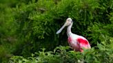 Roseate spoonbills feeling the effects of rising seas and warming climate