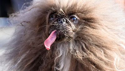 Meet the 2024 Winner of the 'World's Ugliest Dog' Contest