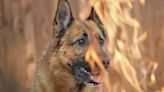 Woman Saves German Shepherd From Garage Fire