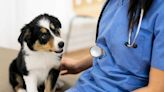 New vet school opens for applications in bid to tackle workforce shortage