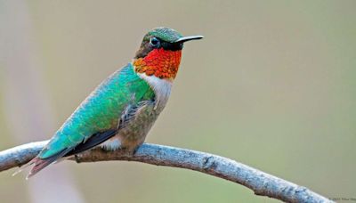 Hummingbird Migration Can Mean Flying 2,000 Miles Without a Break