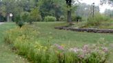 Rain garden adds beauty while helping curb flooding, pollution