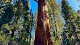 General Sherman passes health check but world's largest trees face growing climate threats