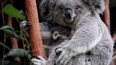 RAW VIDEO: Australian Reptile Park Welcomes New Generation Of Adorable Koala Joeys