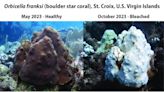 NOAA confirms fourth global coral bleaching event