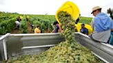 Drought forces earliest harvest ever in French wine country
