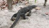 Tourists marvel at ‘Godzilla-like’ lizards roaming on Thai island