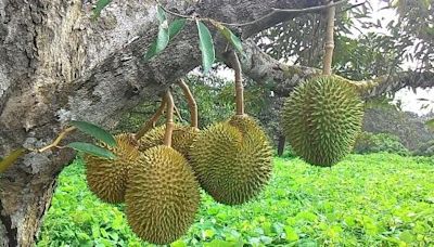 $2 Mao Shan Wang & all-time low prices this durian season