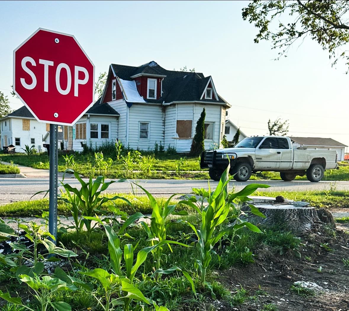 Yes, it's possible that corn is growing in unusual places in Greenfield after May tornado