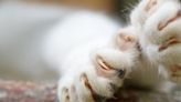 Should You Declaw Your Cat?