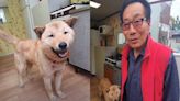 South Korean Jindo dog treks 12 miles over 41 days to reunite with owner