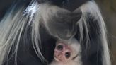 Say hello to a new baby monkey at Greenville Zoo!