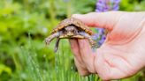 John Ball Zoo program saving local turtles with ‘head start’