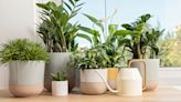 Summer houseplant care – 5 top tips to keep plants thriving in a heatwave