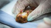 Big stethoscope, tiny mouse: Watch a rodent prep to go into the wild