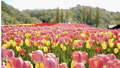 新潟長岡市鬱金香花祭登場 繽紛迎客美到5／6