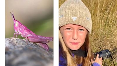 8-Year-Old UK Photographer Spots Rare Pink Grasshopper, Shares Stunning Pic