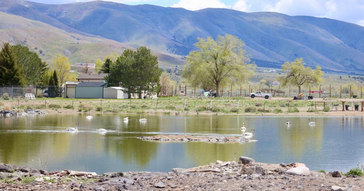 Zoo Idaho starts restoration project to increase swan population