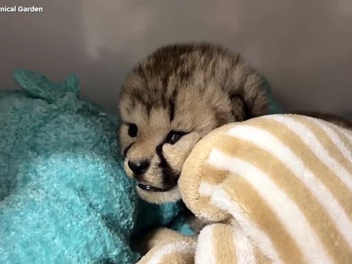 Cheetah mom adopts cub into new litter