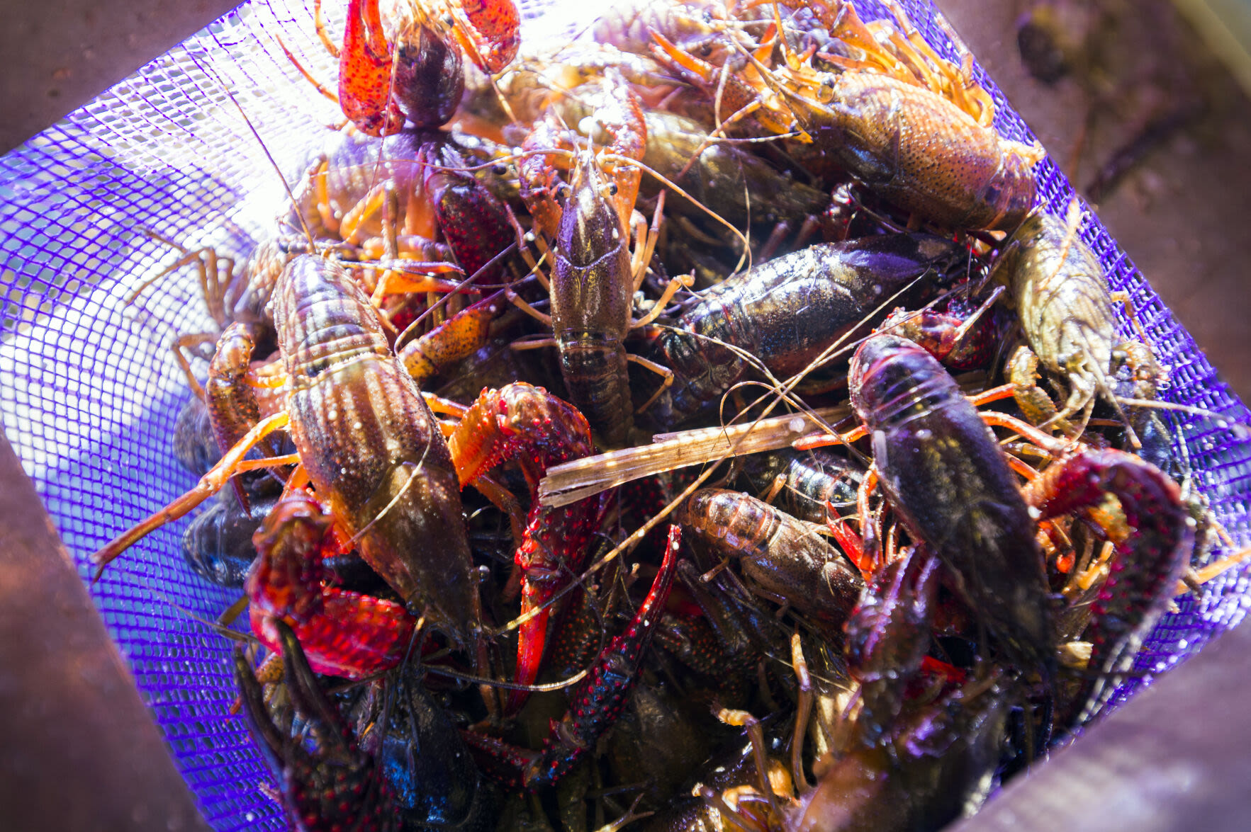 Five men accused of repeatedly stealing crawfish from traps in Lafayette Parish