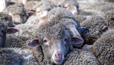 Greece bans sheep transport as new plague cases found