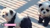 Zoológico chino indigna tras pintar a perritos Chow Chow para que luzcan como pandas