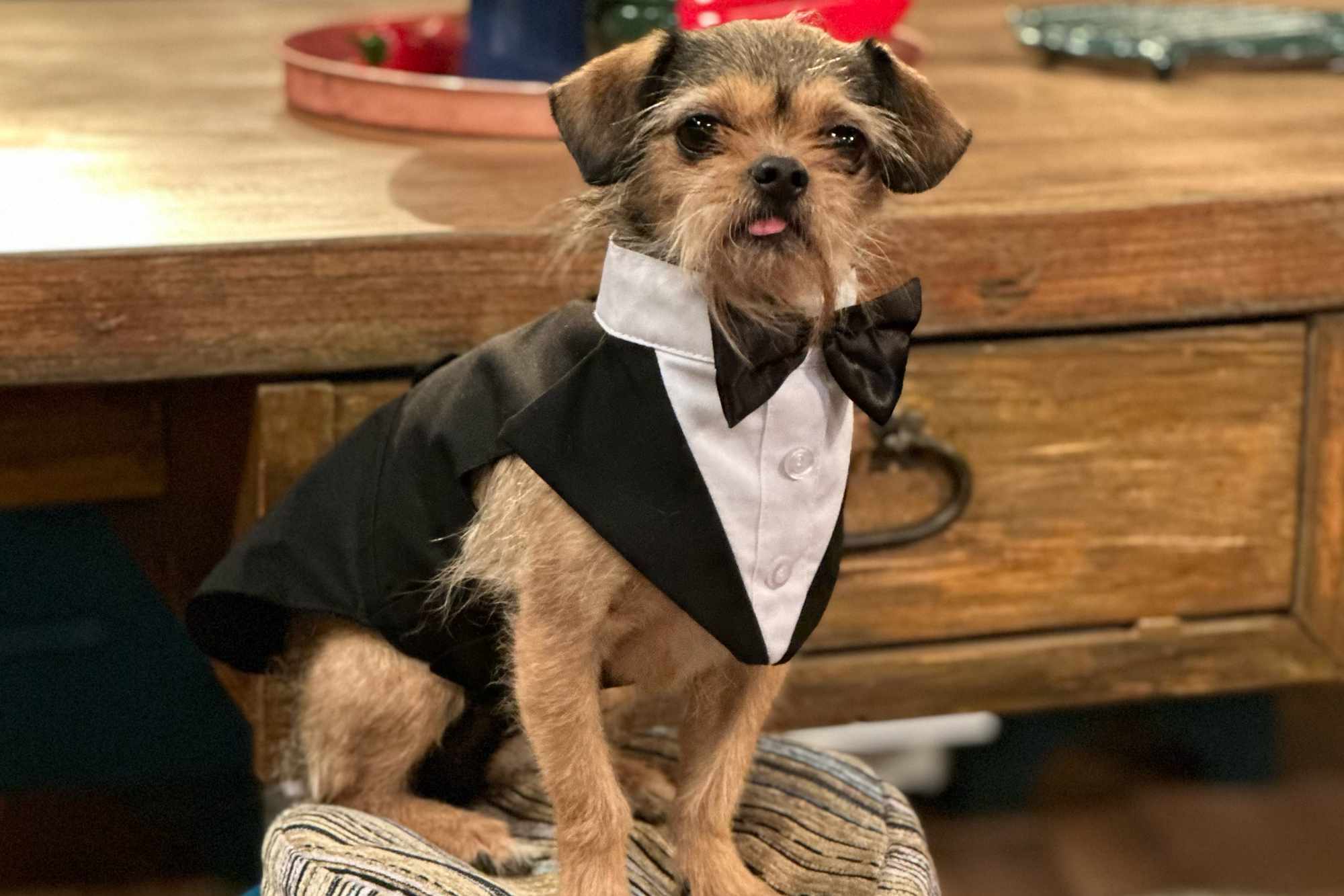 Tiny Dog Found Wandering Around L.A. Becomes a Sitcom Superstar After Lucky Chance Encounter (Exclusive)