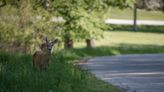 How much wildlife is roaming around Rochester?