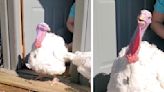 Rescued Turkey Feels Sunlight On His Face For The Very First Time